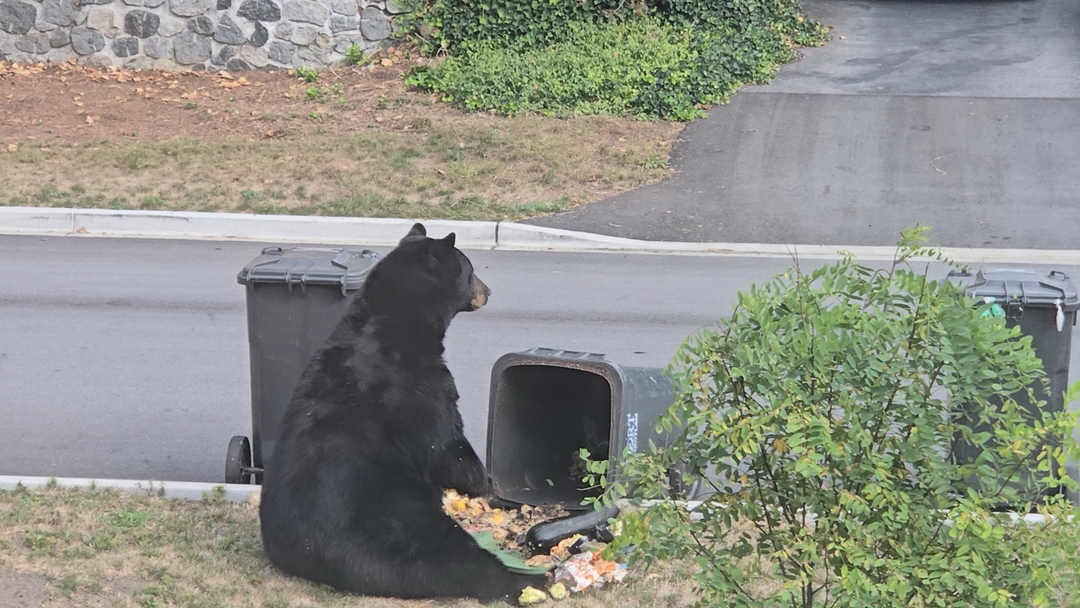 Why We Started AnimalJerks: The Burke Mountain Bear Problem