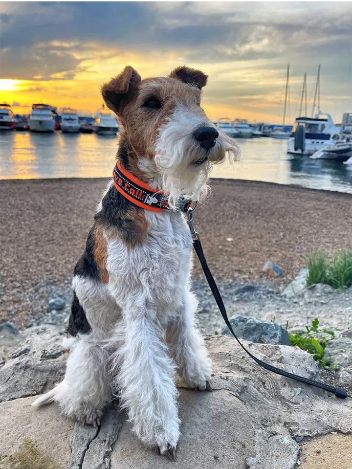 True Love Neoprene Padded Collar